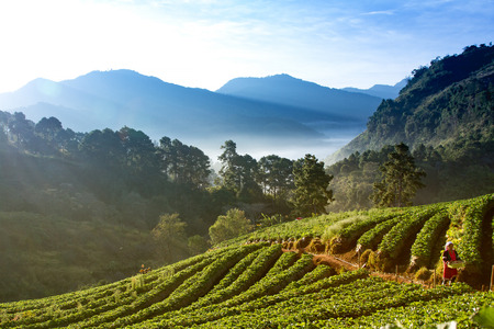 Strawberry garden at Doi Ang Khang , Chiang Mai, Thailandの写真素材