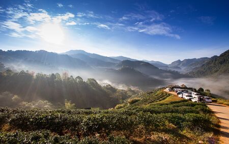 Landscape of Tea Field with fog in morning at Chiangmai Thailand.の写真素材