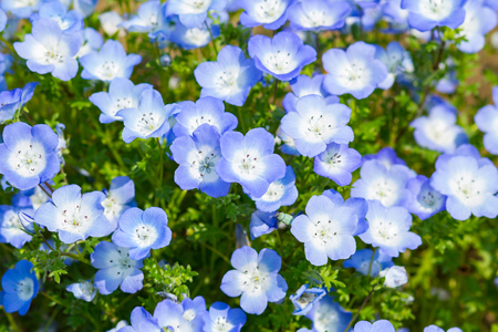 Carpet of Nemophila, or baby blue eyes flowerの写真素材