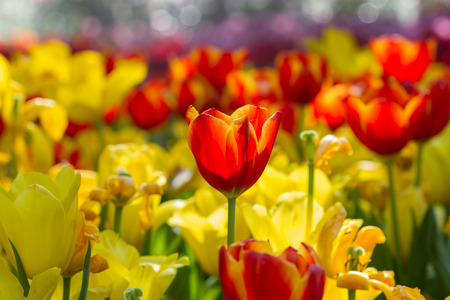 Fresh tulips in warm sun light