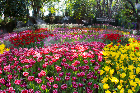 CHIANG RAI, THAILAND - JANUARY 29 : Tulip field in Grand opening 12th Chiang Rai Flower Festival  music in the park 2015 NOV 23,2015 - JAN 31,2016 at Chiang rai province, Thailandのeditorial素材