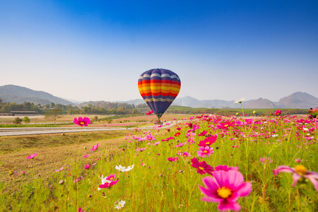 Hot air balloon colourful in the garden cosmos flowerの写真素材