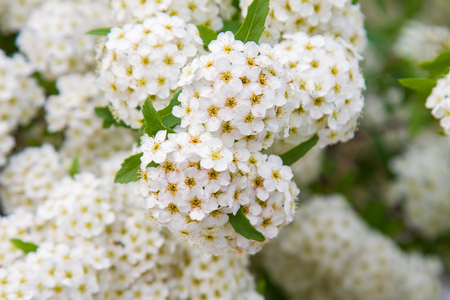 spring blooming guelder-rose shrub, round white flowersの写真素材