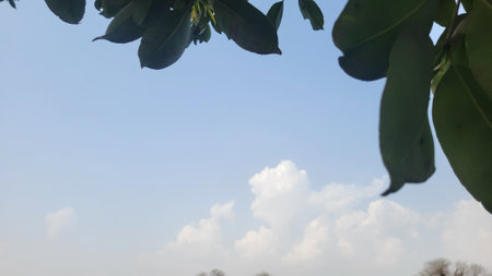 Green leaves and blue sky background with white clouds. Nature background.の写真素材