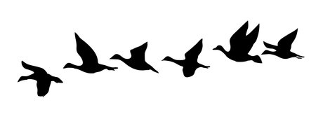 Vector silhouette of a flock of geese on a white background.のイラスト素材