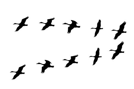 Set of silhouettes of flying geese on a white background.のイラスト素材