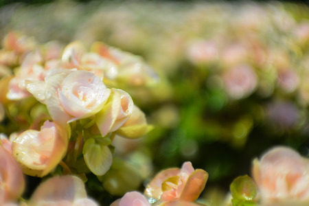 Flowerの写真素材