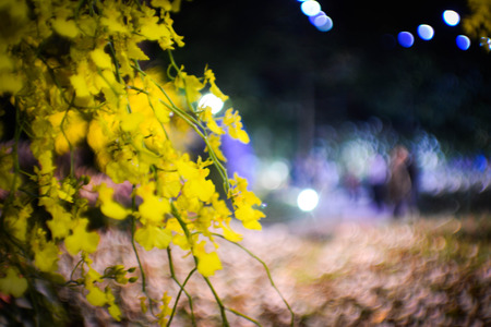 Flowerの写真素材