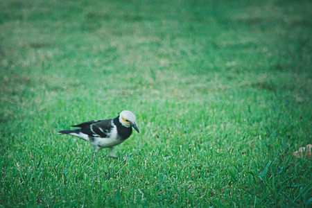 Yellow bird\'s eye and green grass.の写真素材
