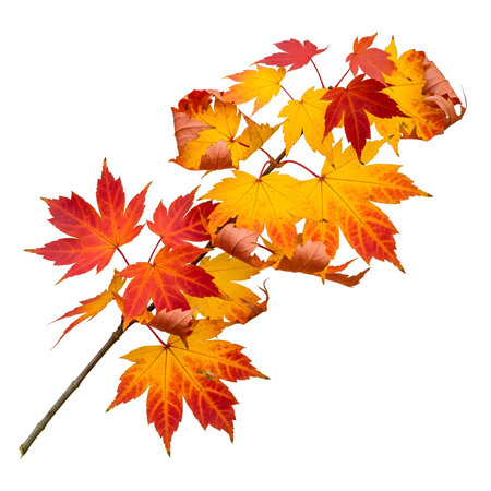 AI-generated Autumn maple leaves isolated on white background with clipping path and full depth of fieldの素材