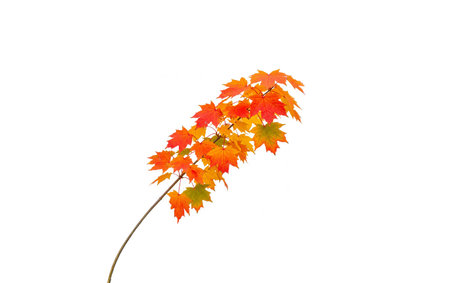 Autumn maple leaves isolated on white background with clipping path for designの素材