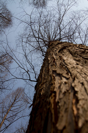 Tree branch in the Spring