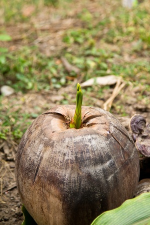 coconut seedling sprouts in a farmの写真素材