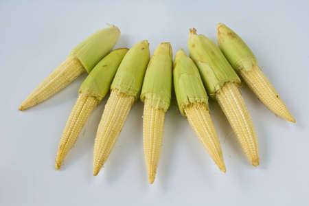 Baby corns on white background   Candle corn の写真素材