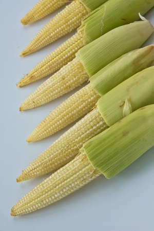 Baby corns on white background   Candle corn 