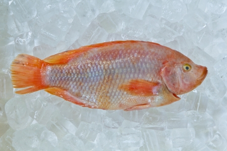 Fresh red nile tilapia fish (Oreochromis niloticus) on iceの写真素材