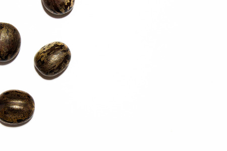 Rubber tree seedsの写真素材