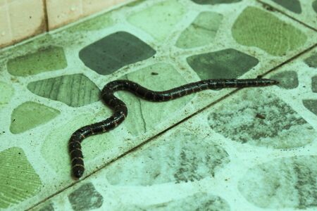 Blind snake, Thread snake