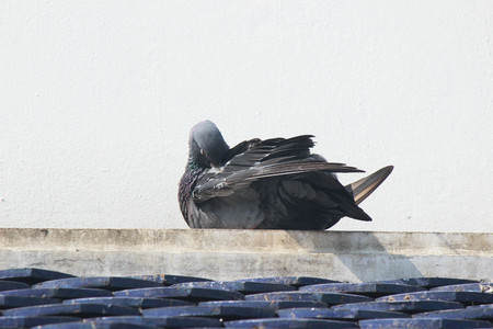 Pigeon cleaning feathersの写真素材