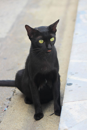 Black cat - Tongue outの写真素材