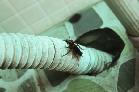 Cockroach