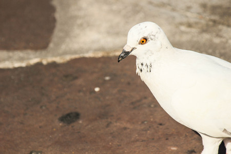 White pigeonの写真素材