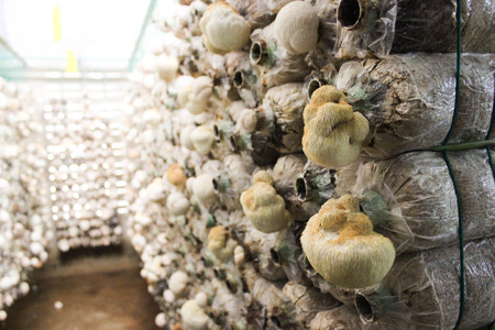 Mushroom cultivation, growing in farm.の写真素材