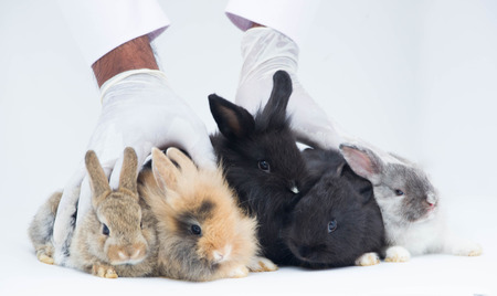 Baby rabbits sitting together isolated on white backgroundの写真素材