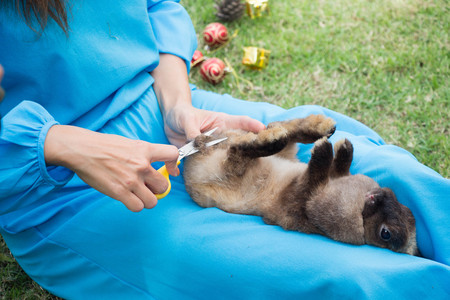 Woman cutting hair of brown rabbitの写真素材