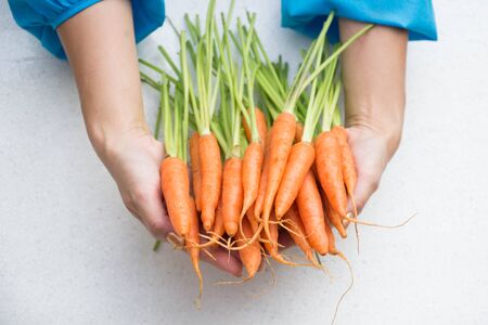Female hands holding fresh carrots with green leavesの写真素材