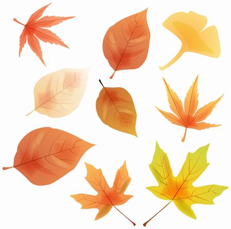 Autumn leaves Vector の写真素材