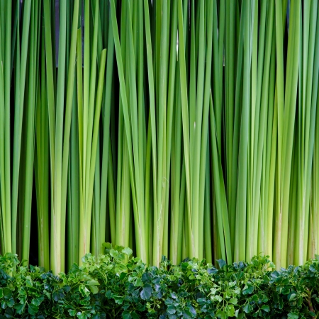 Green leaves wall background の写真素材