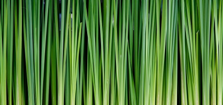 Green leaves wall background