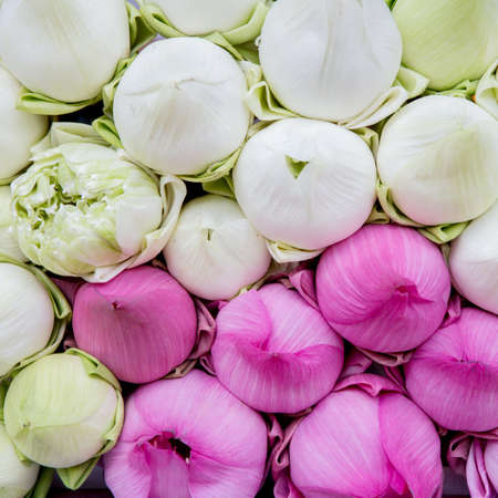 lotus flowersの写真素材