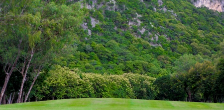 Green trees in parkの写真素材