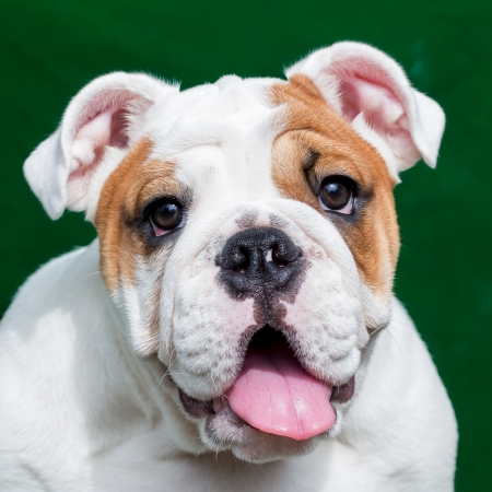 english bulldogの写真素材