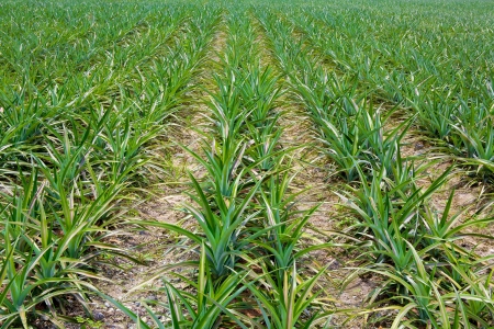 Pineapple fieldsの写真素材