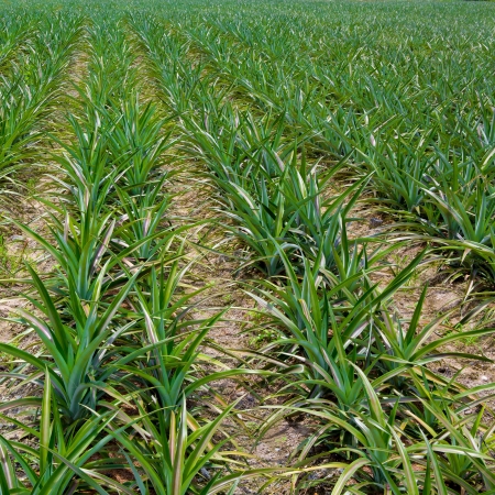 Pineapple fieldsの写真素材