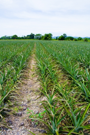 Pineapple fieldsの写真素材