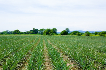 Pineapple fieldsの写真素材