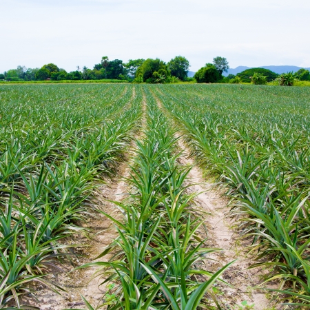 Pineapple fieldsの写真素材