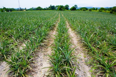 Pineapple fieldsの写真素材