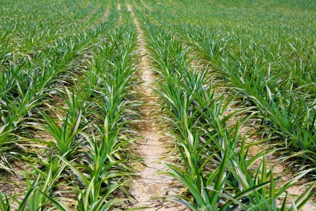 Pineapple fieldsの写真素材