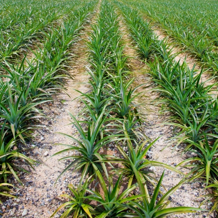 Pineapple fieldsの写真素材