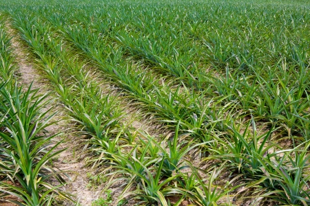 Pineapple fieldsの写真素材