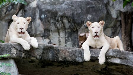 white lionの写真素材