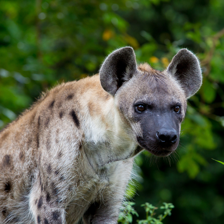 Hyenaの写真素材