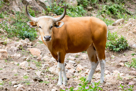Banteng, red bull in rainforest of Thailand.の写真素材