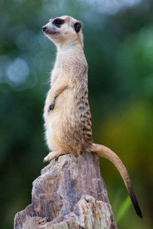 Meerkat standing on the stoneの写真素材