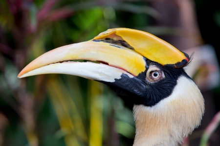 Hornbill